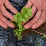 A person holding a plant in their hands.