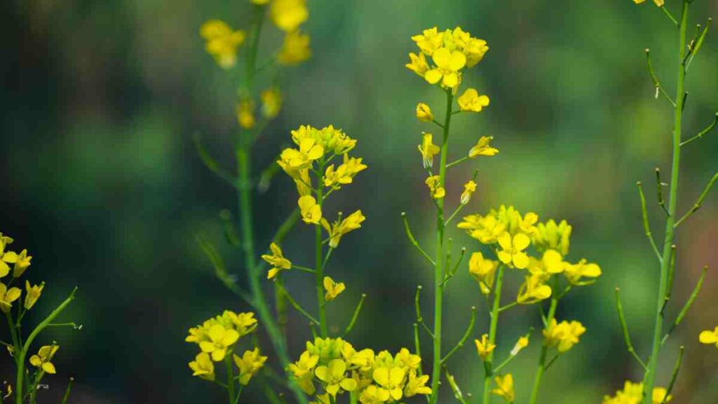 A close up of yellow flowers with green stems