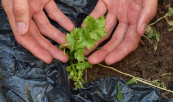 A person holding a plant in their hands.